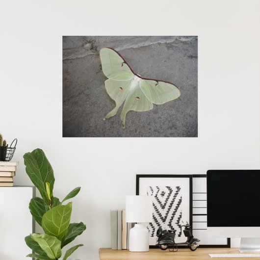 Luna Moth Poster (Heimbüro)