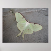 Luna Moth Poster (Vorne)