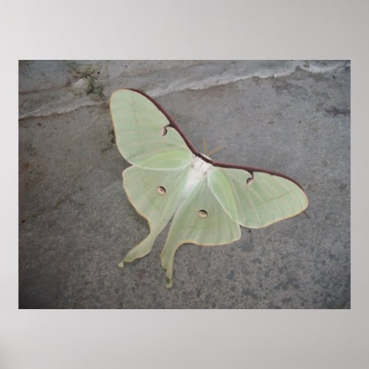 Luna Moth Poster (Vorne)