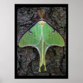 Luna Moth Poster (Vorne)