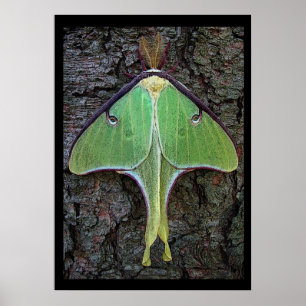 Luna Moth Poster