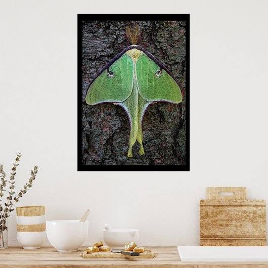 Luna Moth Poster (Küche)