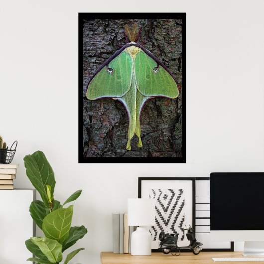 Luna Moth Poster (Heimbüro)