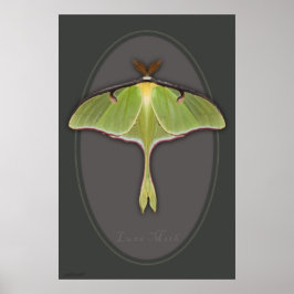 Luna Moth Poster -24x36 - andere Größen verfügbar