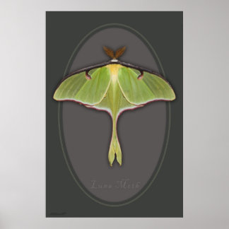 Luna Moth Poster -24x36 - andere Größen verfügbar