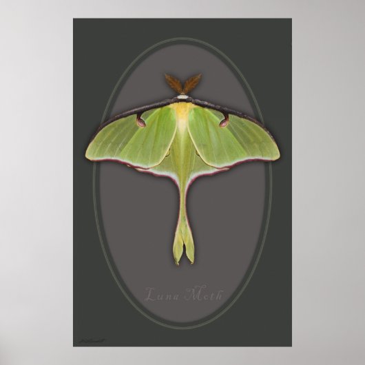 Luna Moth Poster -24x36 - andere Größen verfügbar (Vorne)