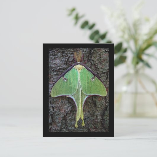 Luna Moth Postkarte (Stehend Vorderseite)