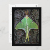 Luna Moth Postkarte (Vorne/Hinten)