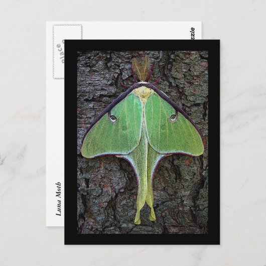 Luna Moth Postkarte (Vorne/Hinten)