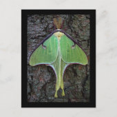 Luna Moth Postkarte (Vorderseite)