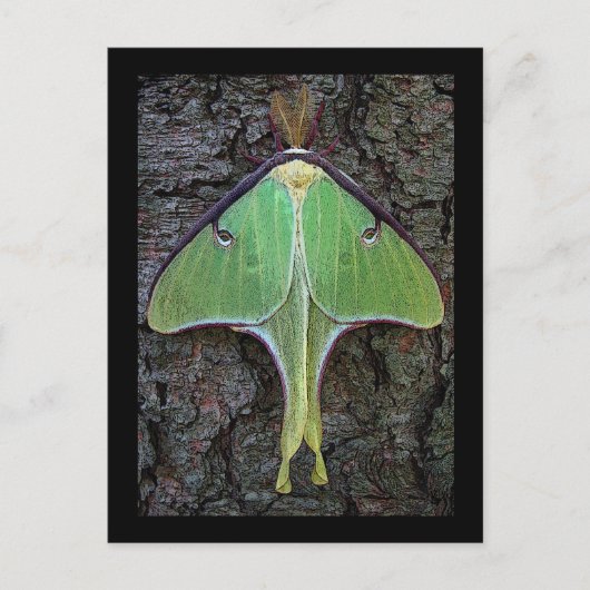 Luna Moth Postkarte (Vorderseite)