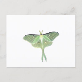 Luna Moth Postkarte