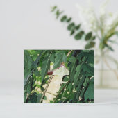 Luna Moth Postkarte (Stehend Vorderseite)