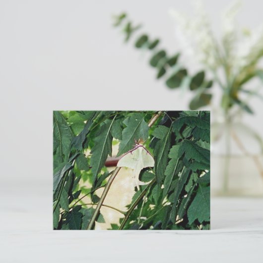Luna Moth Postkarte (Stehend Vorderseite)