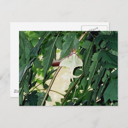 Luna Moth Postkarte (Vorne/Hinten)