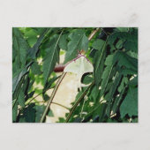 Luna Moth Postkarte (Vorderseite)
