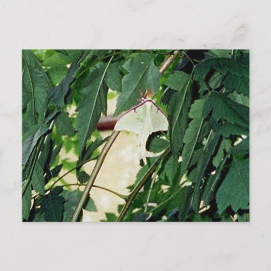 Luna Moth Postkarte (Vorderseite)