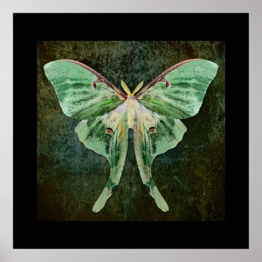 Luna Moth Print Poster (Vorne)