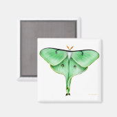 Luna Moth Square Magnet (Vorderseite/Rückseite)