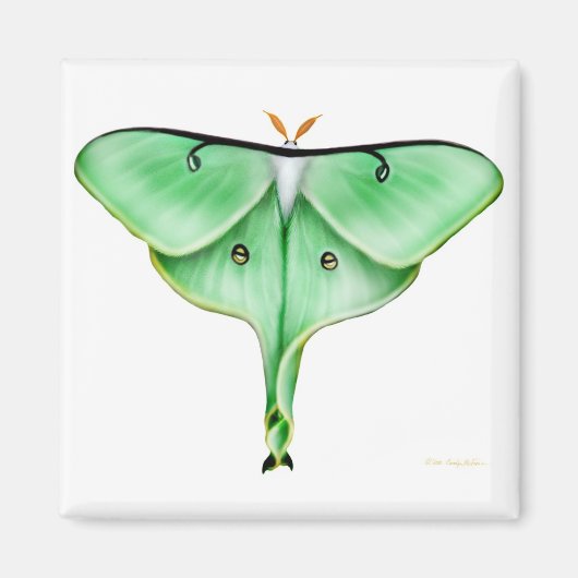 Luna Moth Square Magnet (Vorne)
