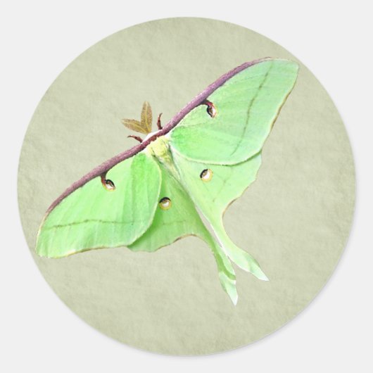 Luna Moth Sticker (Vorderseite)