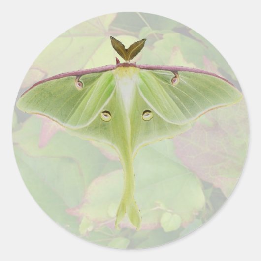 Luna Moth Stickers (Vorderseite)
