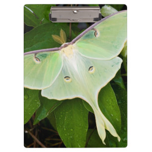Luna-Motte auf Carnaby Clematis Klemmbrett