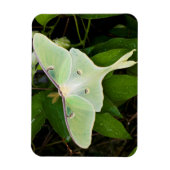 Luna-Motte auf Carnaby Clematis Magnet (Vertikal)
