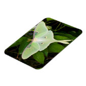 Luna-Motte auf Carnaby Clematis Magnet (Linke Seite)