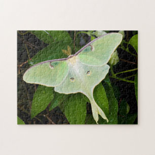Luna-Motte auf Carnaby Clematis Puzzle
