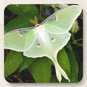Luna-Motte auf Carnaby Clematis Untersetzer