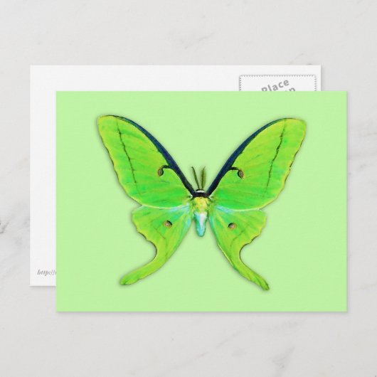 Luna-Motte auf hellgrünem Hintergrund Postkarte (Vorne/Hinten)
