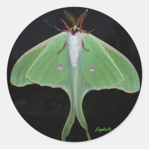 Luna-Motte Aufkleber