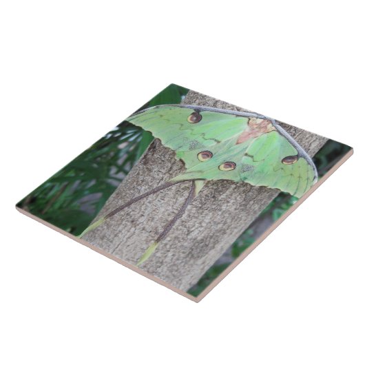 Luna-Motte Fliese (Seite)