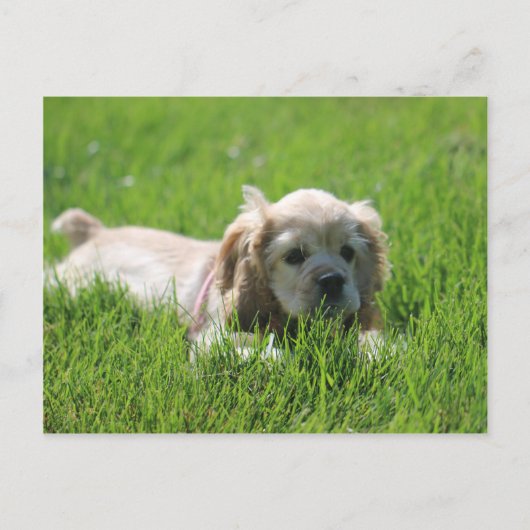 Luna Postkarte (Vorderseite)