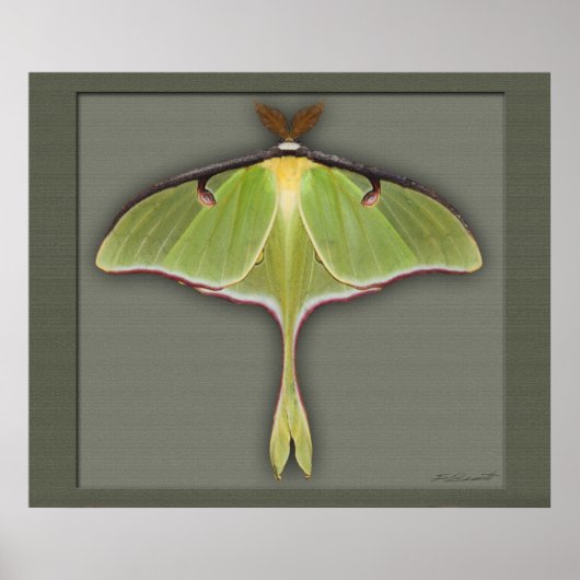 Luna Print -28x24 -andere Größen verfügbar Poster (Vorne)