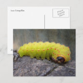 Luna Raupe Postkarte (Vorne/Hinten)