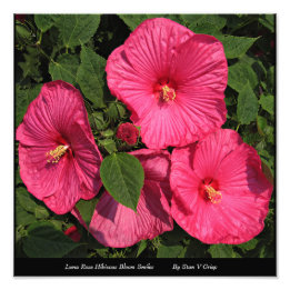 Luna Rose Hibiskus Mauer Fotodruck