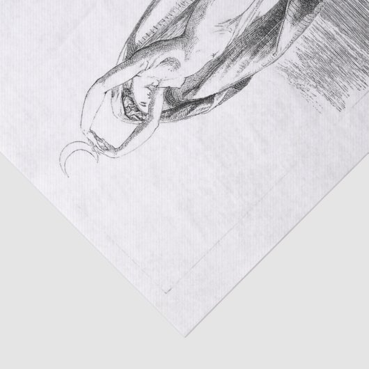 Luna Seidenpapier (Ausschnitt)