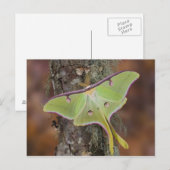 Luna-Seidenspinner Postkarte (Vorne/Hinten)