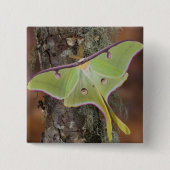 Luna Silk Moth Button (Vorderseite)