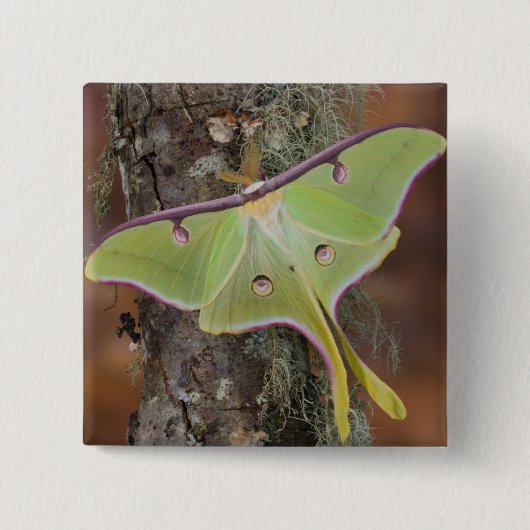 Luna Silk Moth Button (Vorderseite)