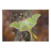 Luna Silk Moth Fotodruck (Vorne)