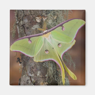 Luna Silk Moth Magnet