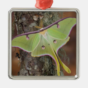 Luna Silk Moth Ornament Aus Metall