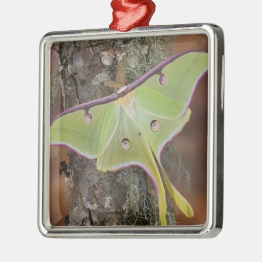 Luna Silk Moth Ornament Aus Metall (Links)