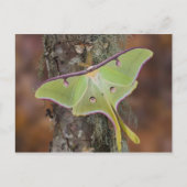 Luna Silk Moth Postkarte (Vorderseite)