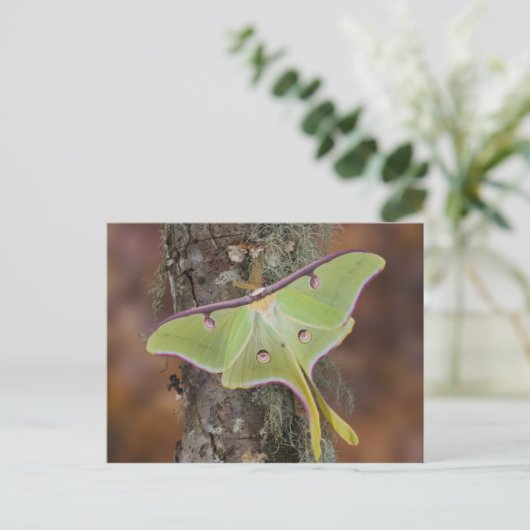 Luna Silk Moth Postkarte (Stehend Vorderseite)