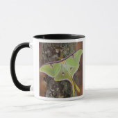 Luna Silk Moth Tasse (Links)