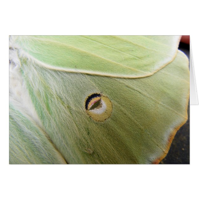 Lunar Moth (Vorderseite (Horizontal))